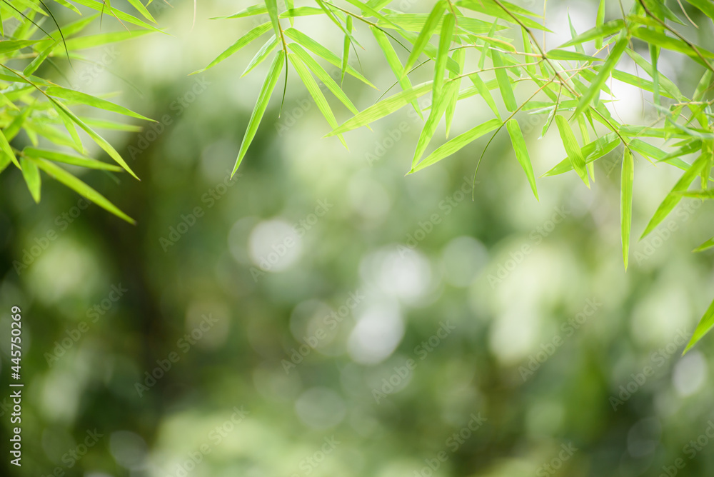 Closeup beautiful green bamboo tree in forest on blurred background. Closeup beautiful green bamboo tree in forest on blurred background.