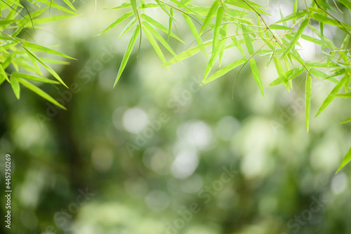 Closeup beautiful green bamboo tree in forest on blurred background.