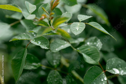 Raindrops on the leaves of a rose in a summer garden. Beautiful natural green background. Natural texture.