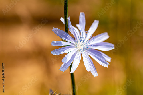 Beautiful flowers on a sunny day in a forest near Moscow - the nature of Russia.