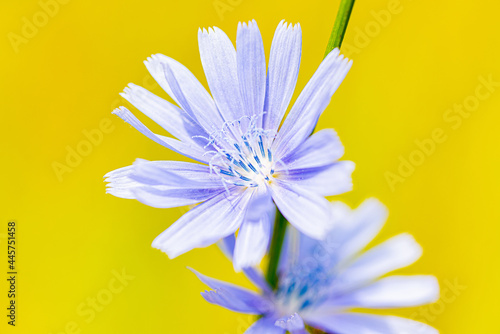 Beautiful flowers on a sunny day in a forest near Moscow - the nature of Russia.