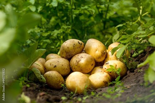 The concept of growing food. Fresh organic new potatoes in a farmer s field. A rich harvest of tubers on the ground.