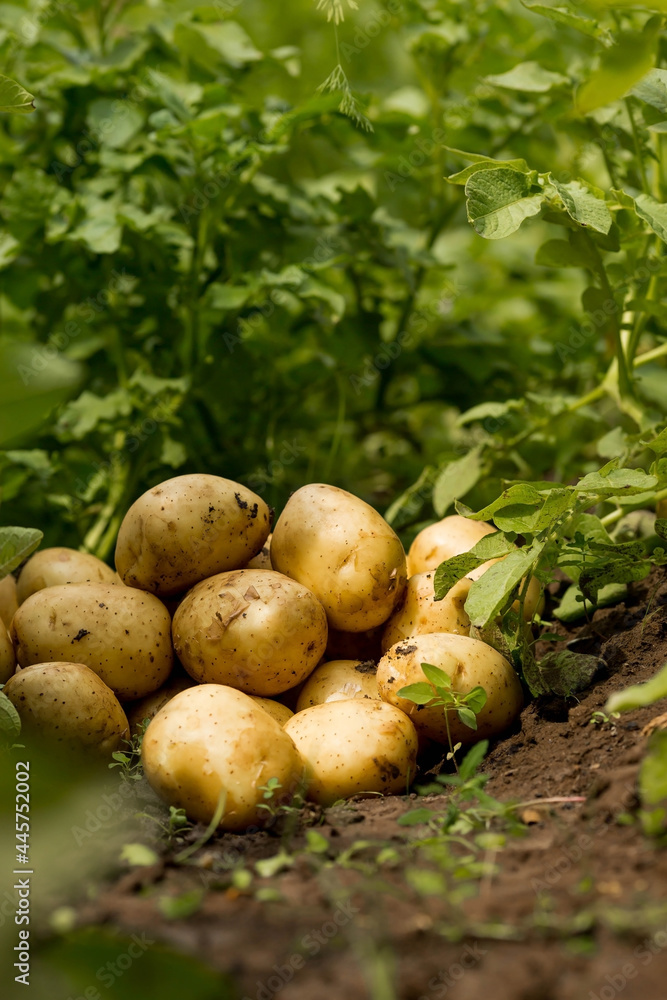 The concept of growing food. Fresh organic new potatoes in a farmer's field. A rich harvest of tubers on the ground. The concept of growing food. Fresh organic new potatoes in a farmer's field. A rich harvest of tubers on the ground.
