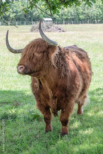 scottish cow in a meadow