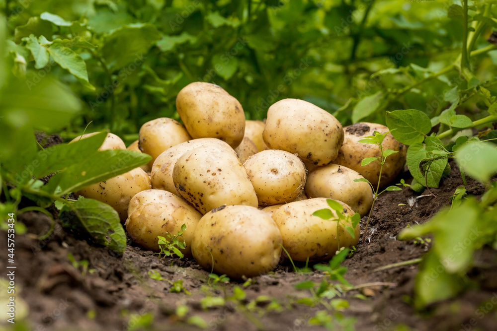 The concept of growing food. Fresh organic new potatoes in a farmer's field. A rich harvest of tubers on the ground. The concept of growing food. Fresh organic new potatoes in a farmer's field. A rich harvest of tubers on the ground.