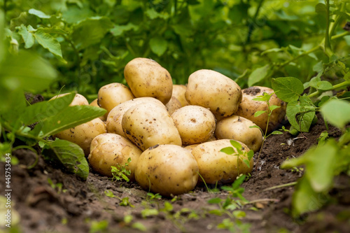 The concept of growing food. Fresh organic new potatoes in a farmer s field. A rich harvest of tubers on the ground.