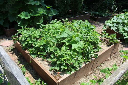 Strawberry plants in a raised patch in a garden with new unripe fruits and ripened strawberries