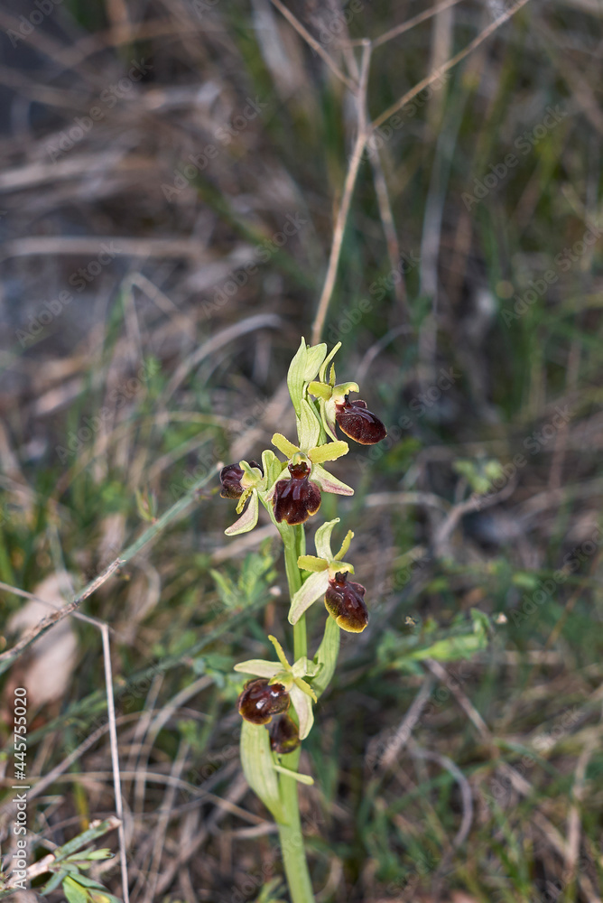 Ophrys sphegodes brown inflorescence Ophrys sphegodes brown inflorescence