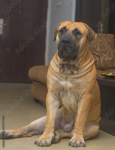 Boerboel mastiff sitting on the floor