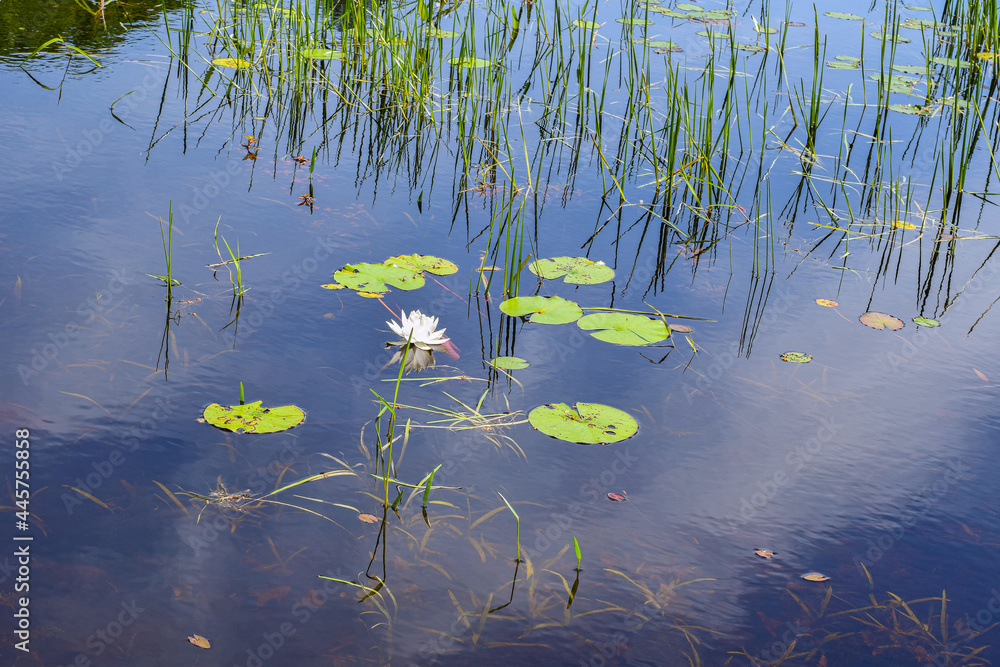 water lilies on the pond of moore state park,