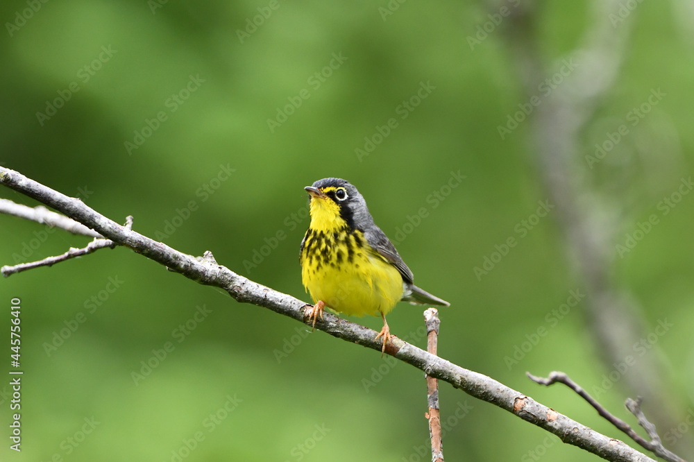 Canada Warbler bird sits perched on a branch Canada Warbler bird sits perched on a branch