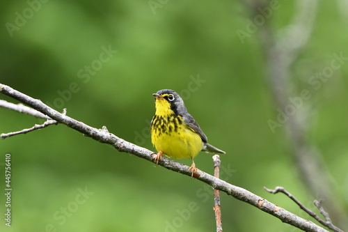 Canada Warbler bird sits perched on a branch