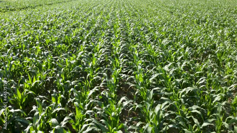 Corn field at sunset. Aerial drone view of organic Maize field at sunny summer day. Agriculture. Corn plants growing in a rows on cultivated field. Corn field at sunset. Aerial drone view of organic Maize field at sunny summer day. Agriculture. Corn plants growing in a rows on cultivated field.