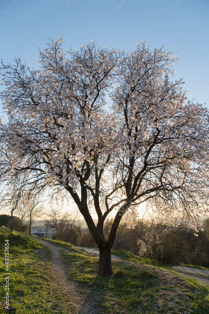 Blacklit Almond Tree in Blossom, Dehesa de la Villa Park, Madrid Blacklit Almond Tree in Blossom, Dehesa de la Villa Park, Madrid