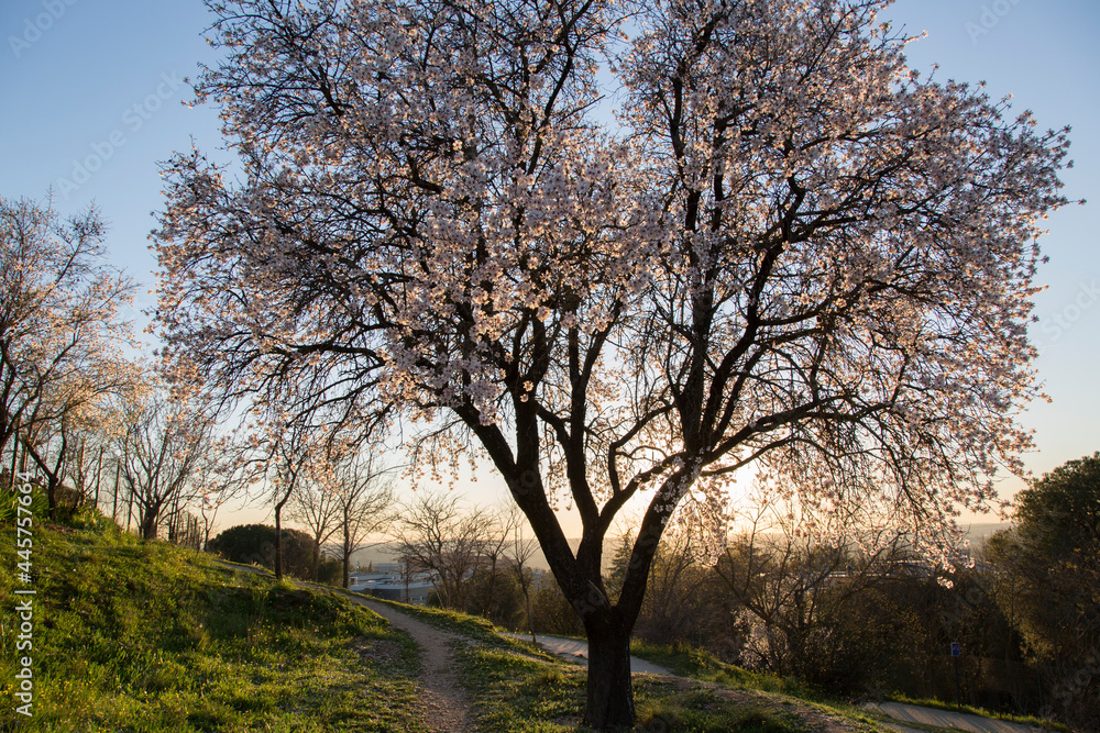 Almond Tree Blossom, Dehesa de la Villa Park, Madrid