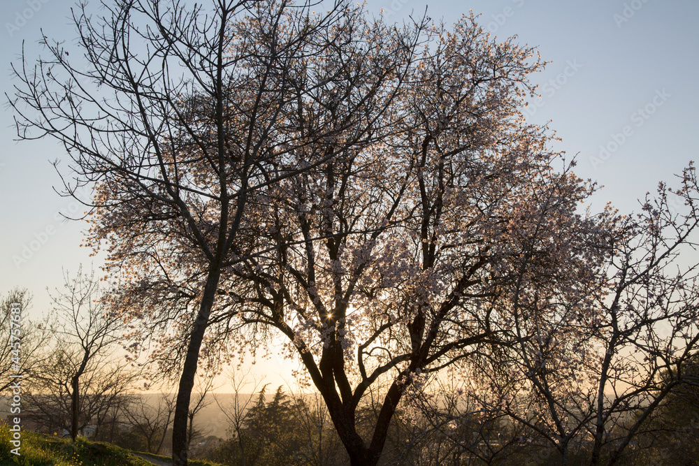 Backlight Almond Tree in Blossom, Dehesa de la Villa Park, Madrid