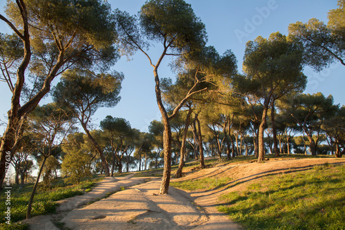 Pine Trees in Dehesa de la Villa Park, Madrid
