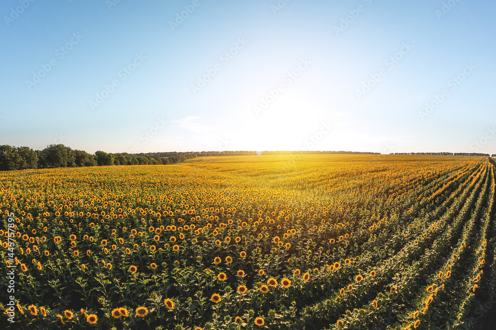 Blooming sunflowers. Large agricultural field of sunflowers at sunset