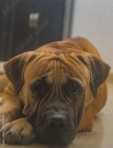Adult mastiff laying down