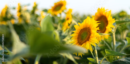 Blooming sunflowers. Large agricultural field of sunflowers at sunset