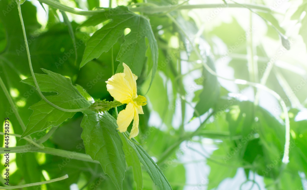 Obraz premium Yellow flowers of momordica charantia, known as bitter melon, bitter pumpkin.
