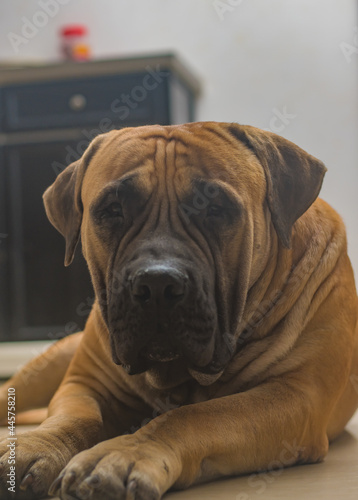 portrait of a boerboel mastiff