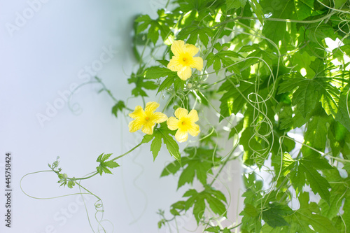 Yellow flowers of momordica charantia, known as bitter melon, bitter pumpkin.