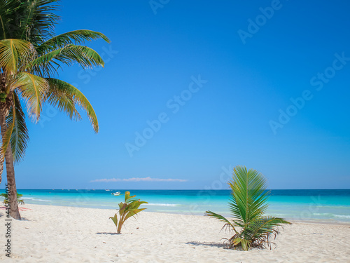 Fototapeta Naklejka Na Ścianę i Meble -  Beautiful Tulum beach in the Caribbean sea, Mexico