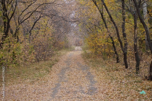 path in the autumn forest