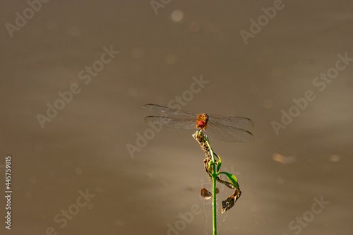 libélula pequeña sentada en rama al costado de laguna