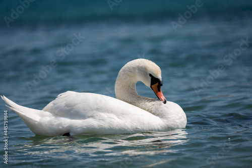 Swans in Hyde park lake.