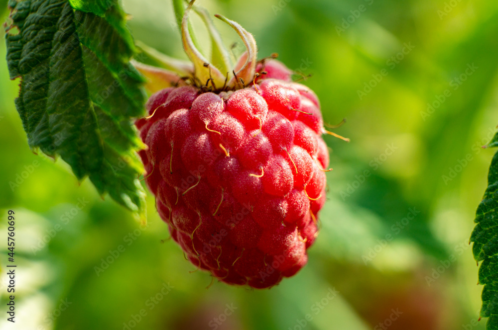 Red juicy berry raspberry close-up. Macro photography Red juicy berry raspberry close-up. Macro photography