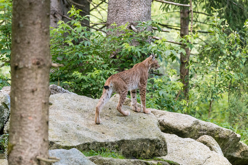 Photography Luchs Aussicht