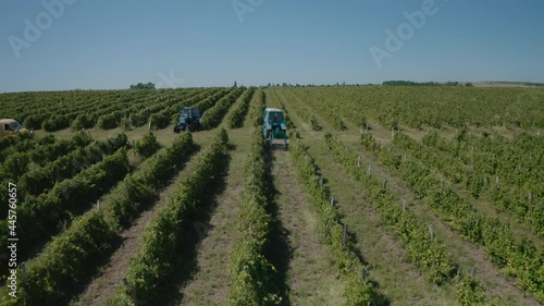 Drone follows tractor, which drives between the rows of vineyard and at the end turns onto the road. Aerial photography from above in vineyards. Rows of vines in picturesque landscape of the vineyard.