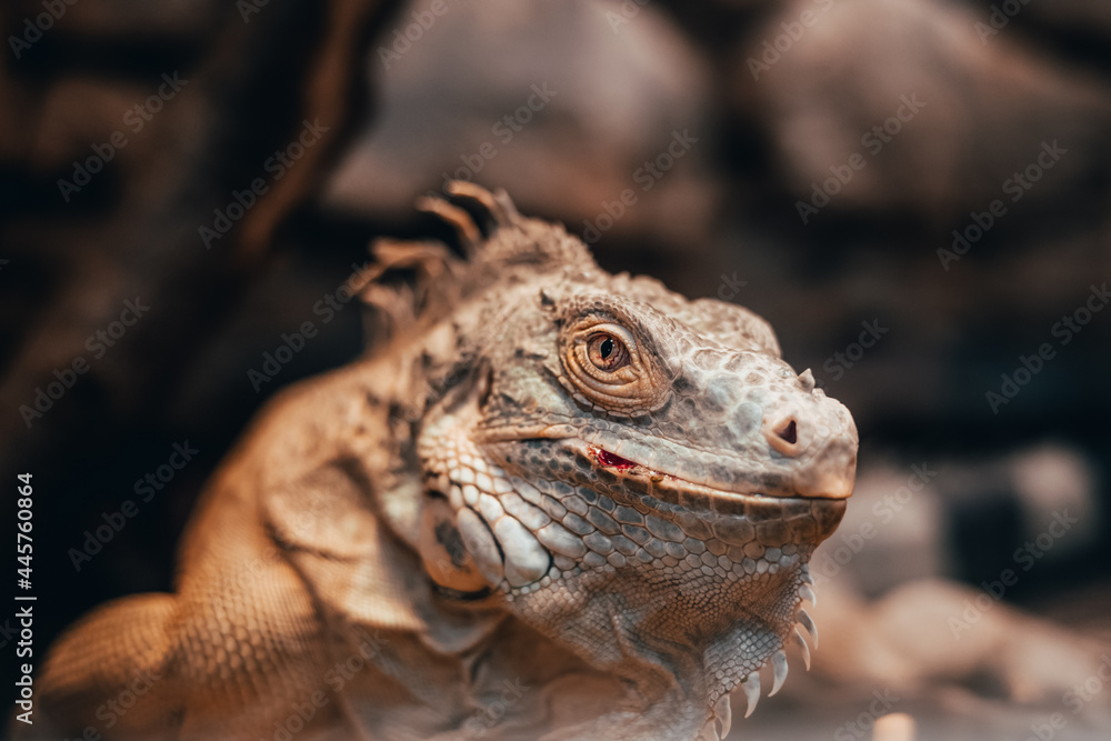 Close-up portrait of an orange colored male Green iguana (Iguana iguana). Bokeh background