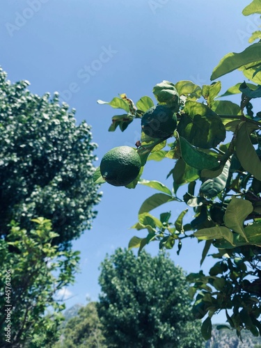 the green lime is onthe tree
