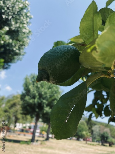 the lemon is on the tree