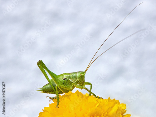 Der Grashüpfer sitzt stolz auf der gelben Blume