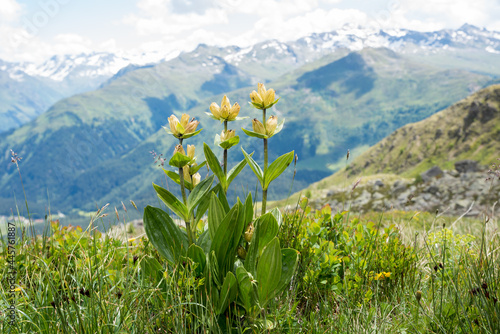 spottet yellow gentian in alpine landscape switzerland, Parsenn mountain photo