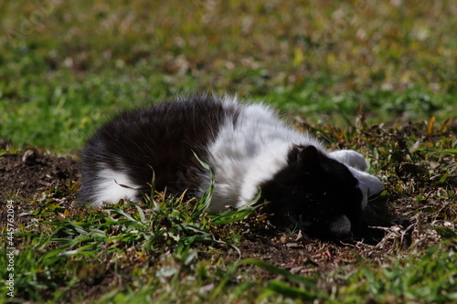 black cat on grass