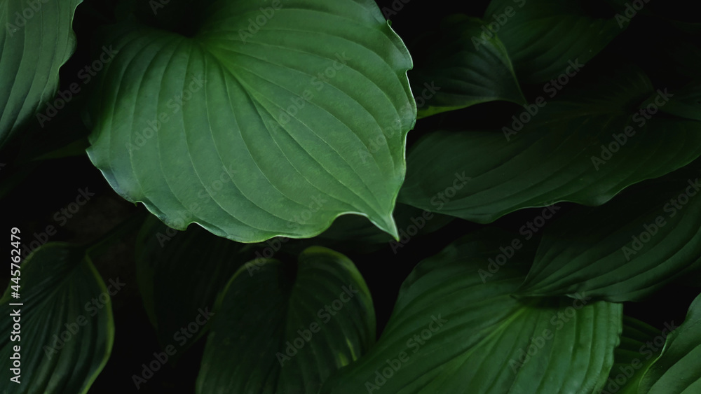 leaves