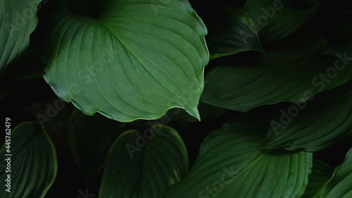 Obraz na płótnie leaves w salonie