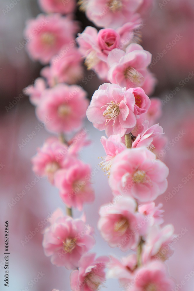 癒しの梅の花(初春の花) 癒しの梅の花(初春の花)