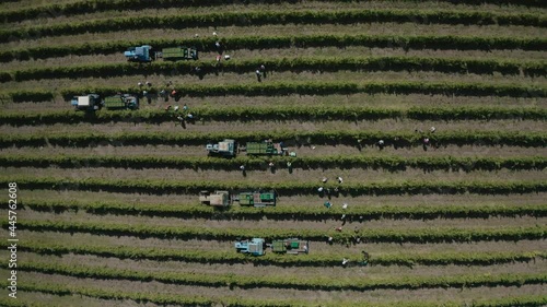 Aerial photography from above in the vineyards. Rows of vines in the picturesque landscape of the vineyard. A farmer and workers collect grapes, fruits and load them into tractors. The camera goes up.