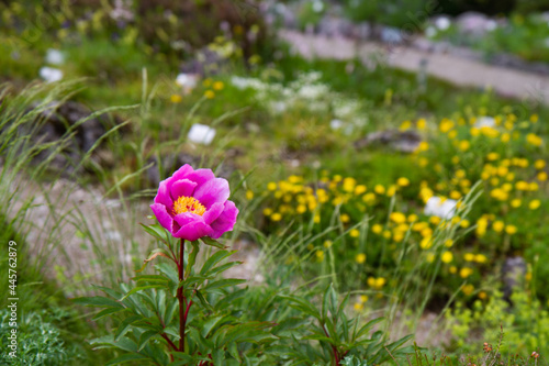 flowers in the garden