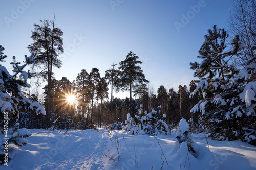 Landscape with winter forest and bright sunbeams. Sunrise, sunset in beautiful snowy forest. Winter pine forest in sunny frozen day.