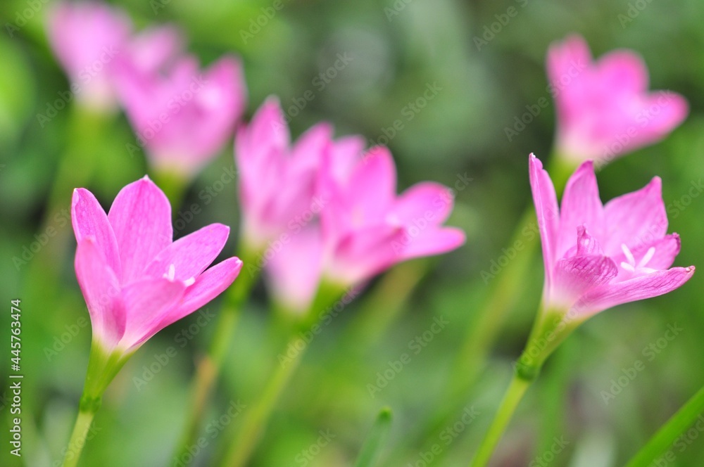 closeup pink zephyranthes flowers and green leaves on natural light blur background. Selective Focus