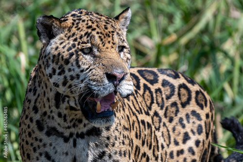 close up of a jaguar in the wild  Pantanal  Brazil