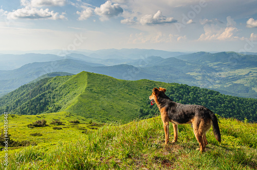 A mongrel dog lies in the grass on the slope of the Carpathian mountains and looks into the distance. Ukraine © tns2710