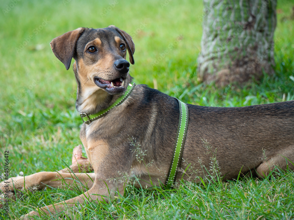 Happy Mongrel Dog Lying in the Green Grass of the Park in Medellin, Colombia Happy Mongrel Dog Lying in the Green Grass of the Park in Medellin, Colombia